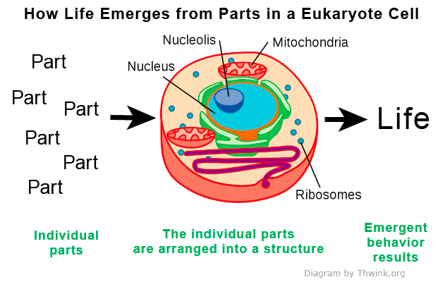 How Life Emerges from Parts in a Eukaryote Cell